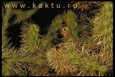 А-Я виды кактусов