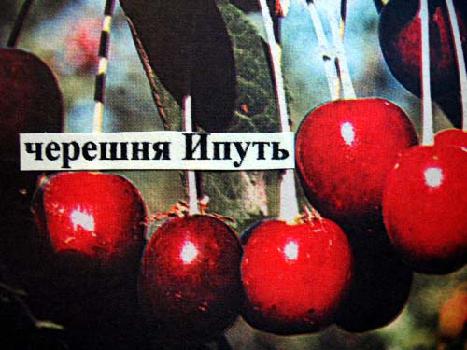 Черешня Подмосковье