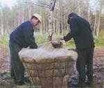 Посадка крупномерных деревьев