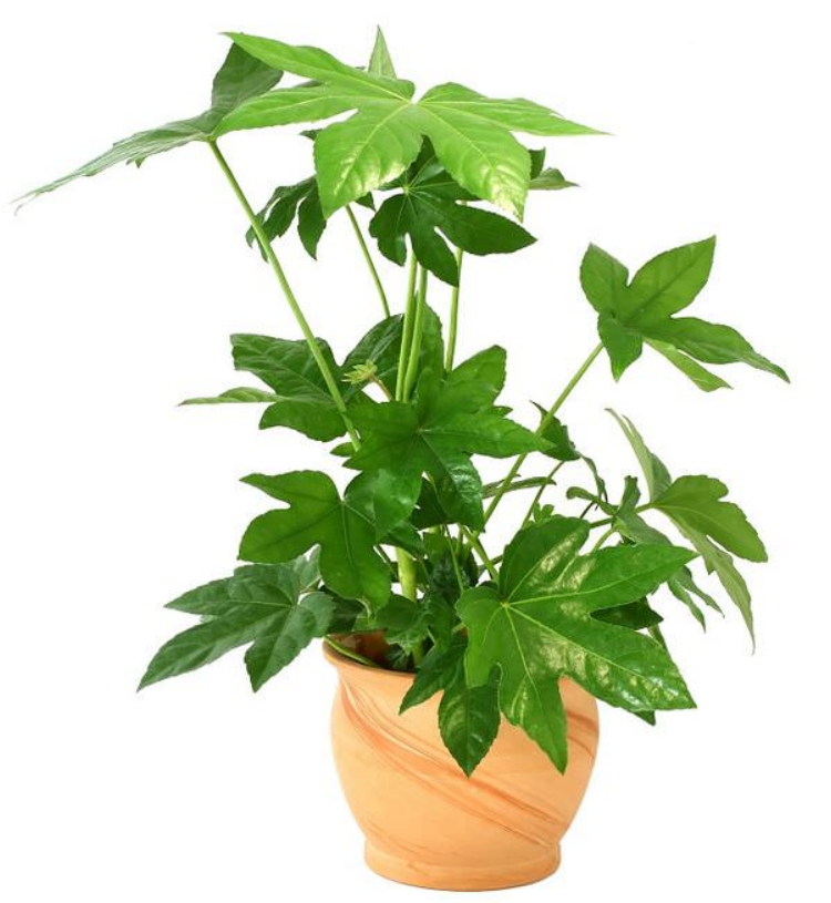 Растение С Крупными Листьями Фото И Названия