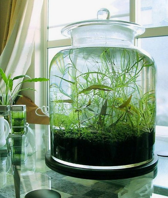 Комнатные растения которые можно выращивать в воде