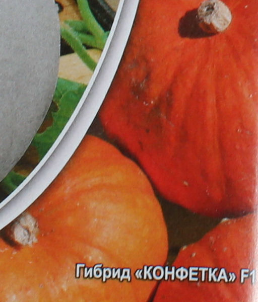 Лучшие сорта тыквы кустовой для открытого грунта: описание, фото Лучшие сорта тыквы Агропромышленный вестник