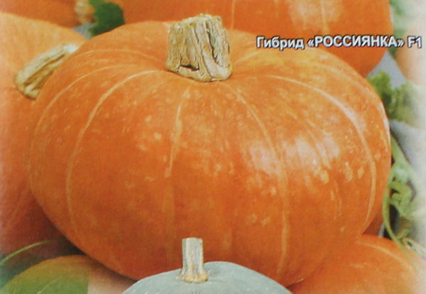 Тыква сорт без семян Тыква сорт без семян