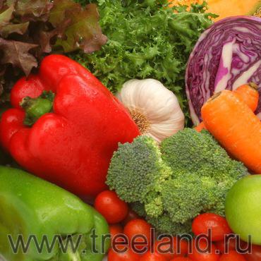Реферат: Пищевая ценность овощей