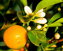 Jak pečovat o citrusové pokojové rostliny