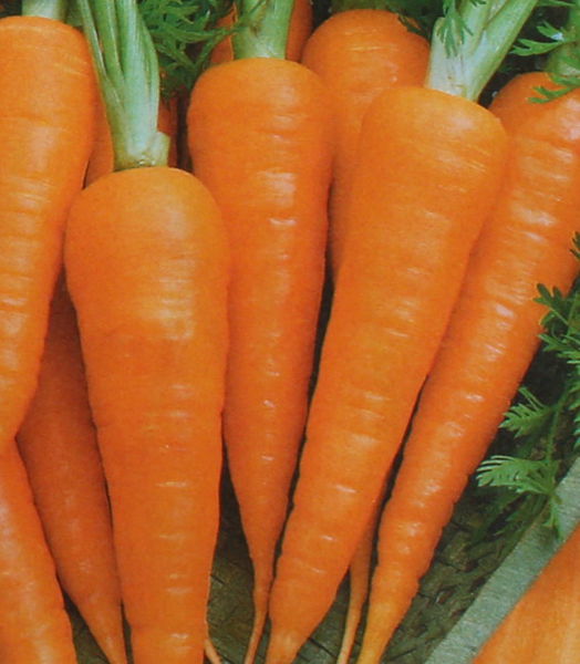 Лучшие сорта моркови, семена из каталога