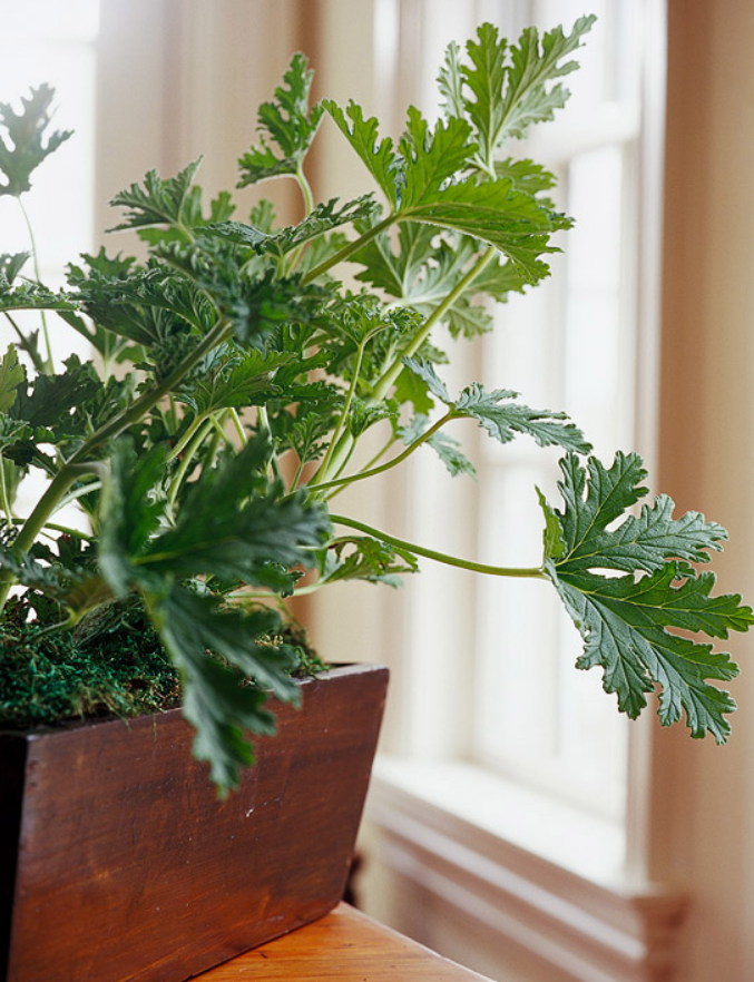 Ароматные комнатные растения: изысканный комфорт вашего дома